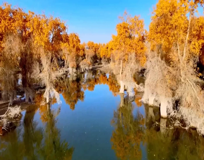 Shaya poplar forest reflected in water