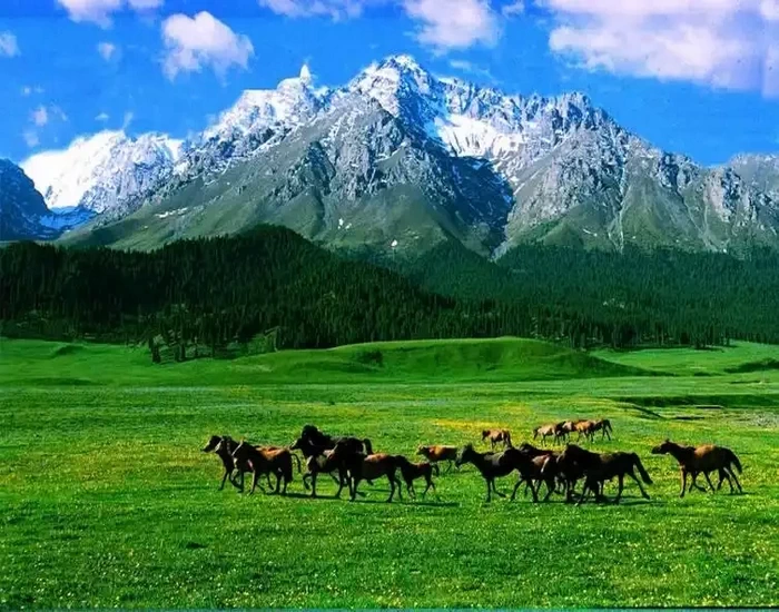 Southern Mountain Pasture horses near Urumqi