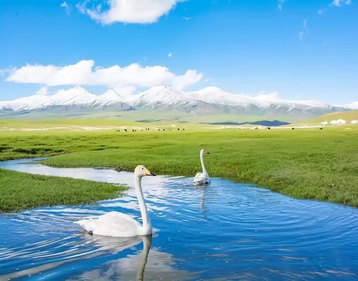 Swan Lake swans on Bayingolin grassland